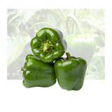 Green Bell Pepper