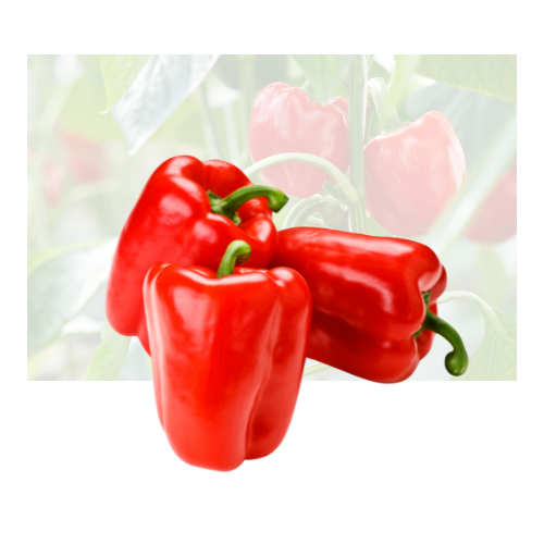Red Bell Pepper