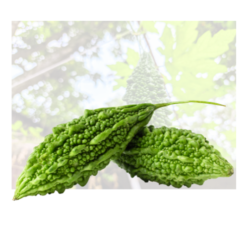 Indian Bitter Melon