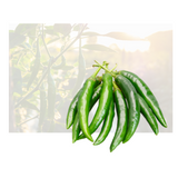 Green Thai Chili Florida