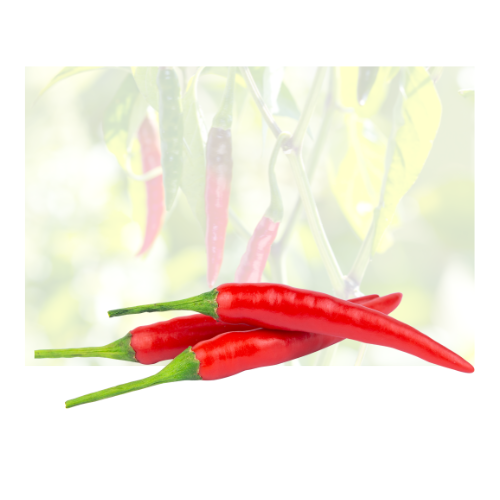 Red Thai Chili Flordia
