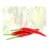 Red Thai Chili Flordia