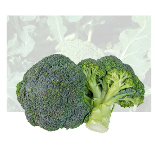 Broccoli