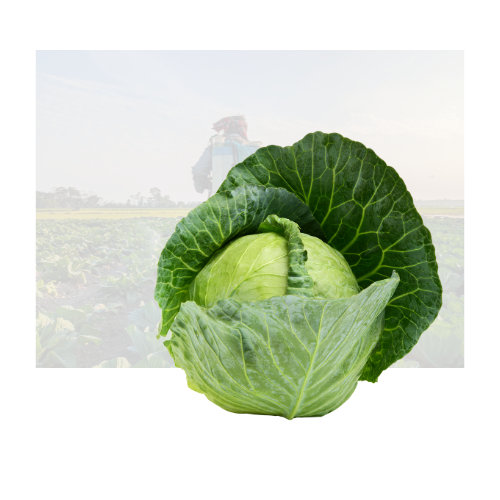 Cabbage