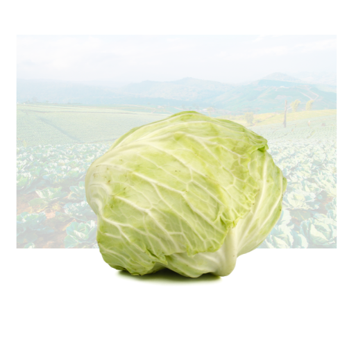 Taiwan Cabbage