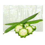 Chinese Okra