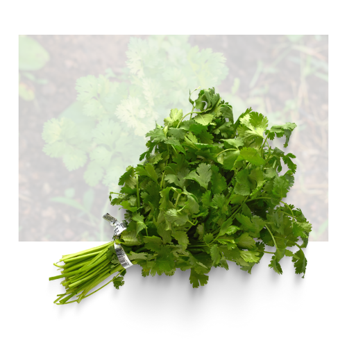Cilantro