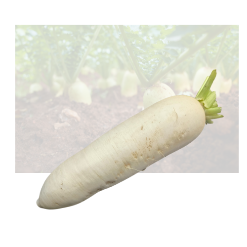 Chinese Daikon