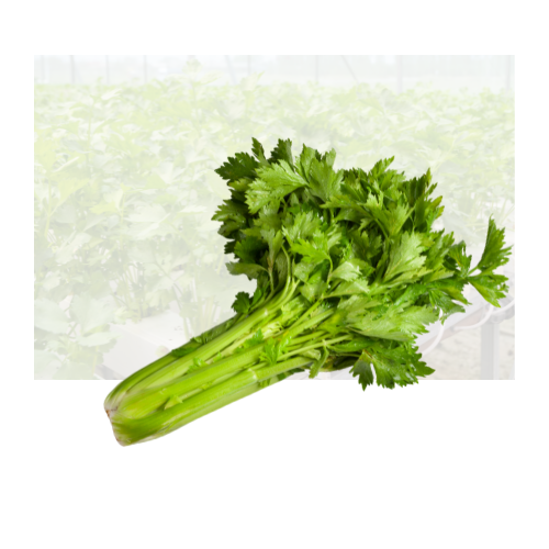 Chinese Celery