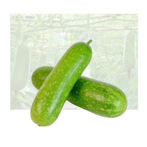 Fuzzy Squash