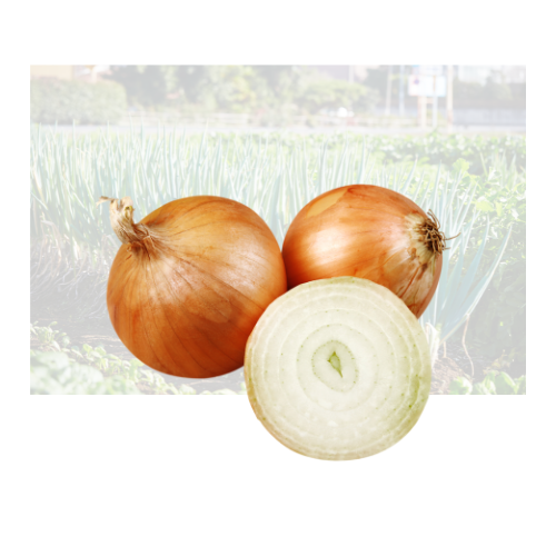 Yellow Onion