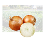 Yellow Onion