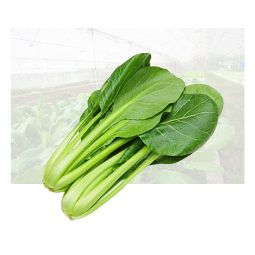 Yuchoy Sum