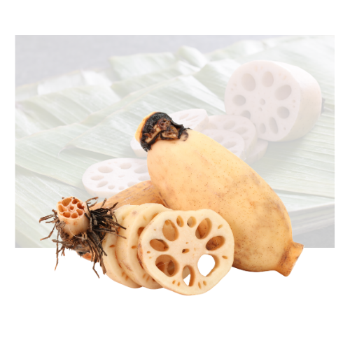 Lotus Root