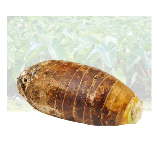 Malanga Coco