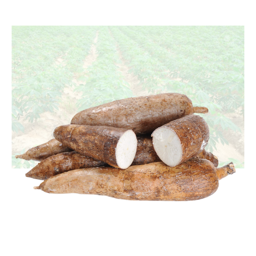 Yuca Root