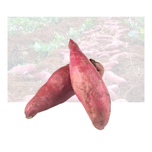 Japanese Yam