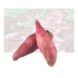 Japanese Yam