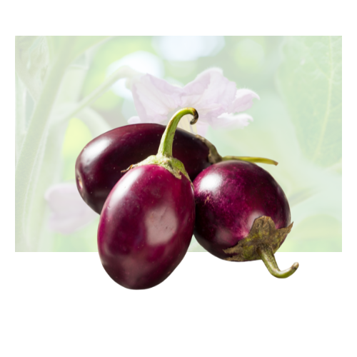Indian Eggplant