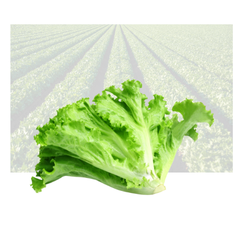 Green Leaf