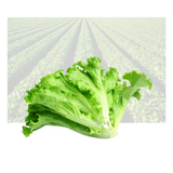 Green Leaf