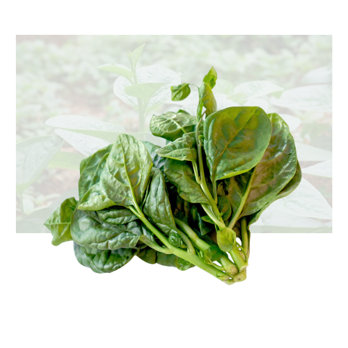 Malabar Spinach