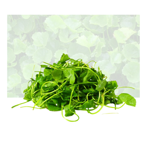 Pennywort
