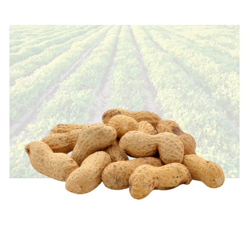 Fresh Green Peanut