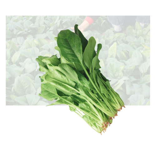 Taiwan Spinach