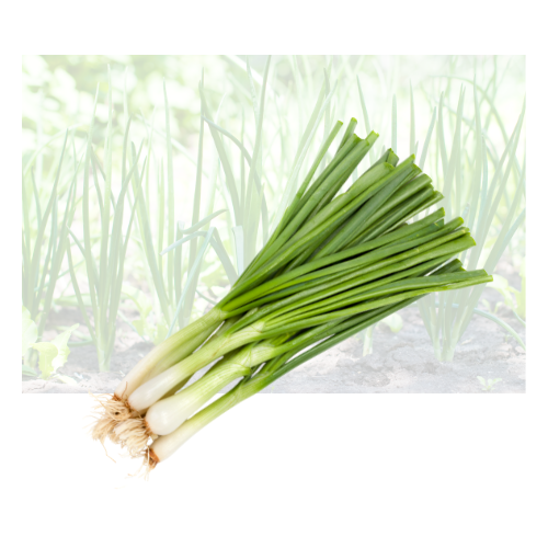 Green Onion