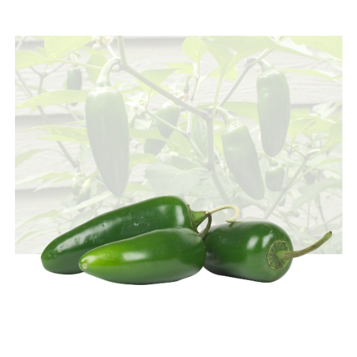 Green Jalapeno