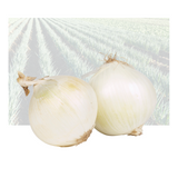 White Onion