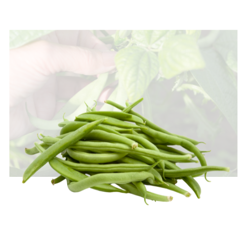Dark Green Bean