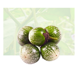 Green Thai Eggplant
