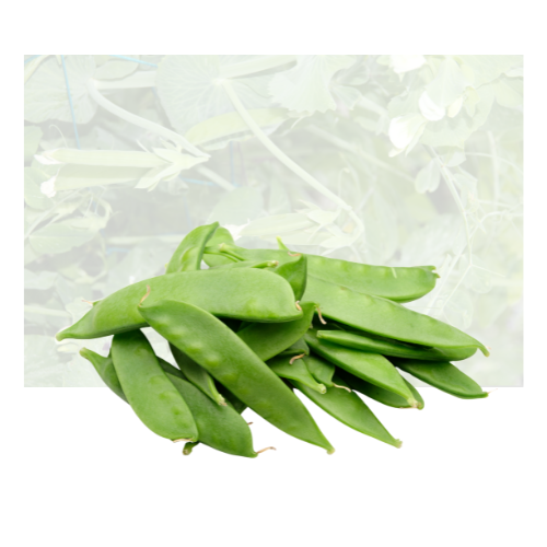Snow Pea
