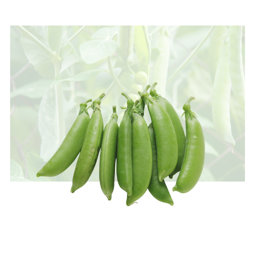 Sugar Pea
