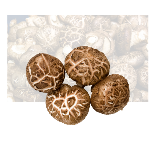 Shitake Mushroom