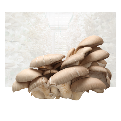 Oyster Mushroom