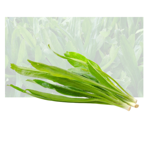Hombay Leaf