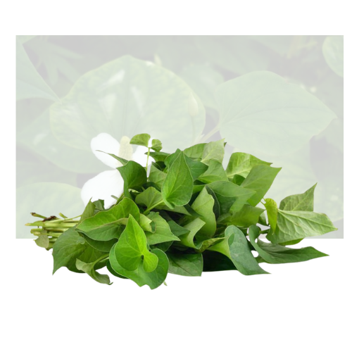 Fish Mint Herbs