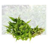 Vietnamese Coriander Herbs