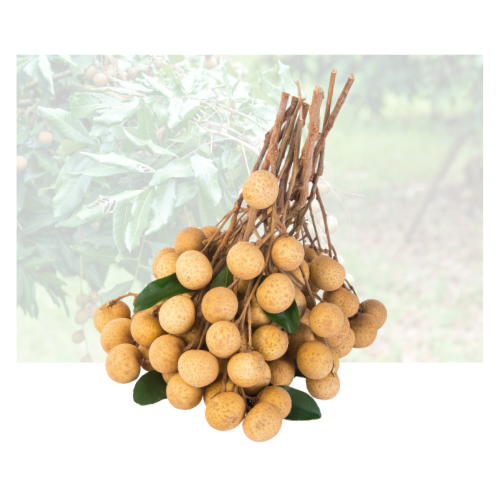 Longan
