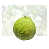 Guava