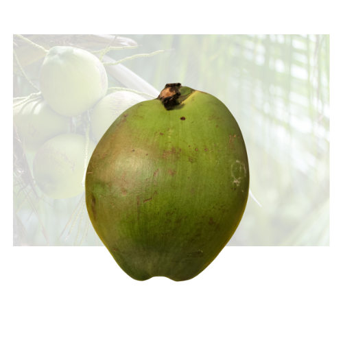 Fresh Green Coconut