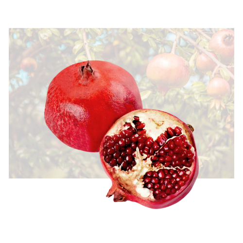 Pomergranate