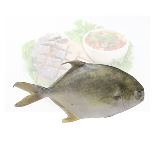 Frozen Golden Pompano Fish