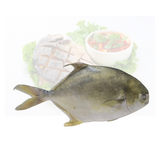 Frozen Golden Pompano Fish