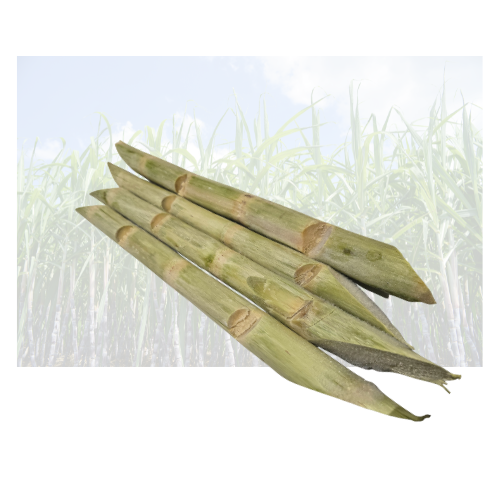 Frozen Sugar Cane