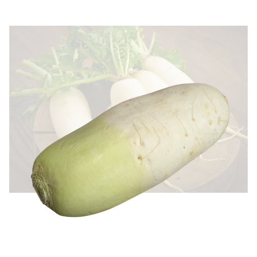 Korean Daikon