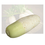 Korean Daikon